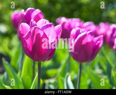 Schöne Tulpen im Garten sortieren Tulipa Negrita Triumph Gruppe Stockfoto