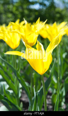 Schöne gelbe Tulpen im Garten sortieren Tulipa Westpoint von Lily blühenden Gruppe Stockfoto