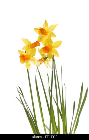 Gruppe von Tete ein Tete Narzisse Blumen und Laub isoliert gegen weiß Stockfoto