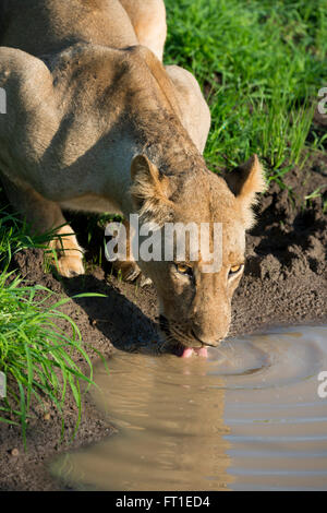 Afrika, Sambia South Luangwa National Park, mfuwe. löwin (Panthera leo) Wild: das Trinken von kleinen Pfütze. Stockfoto