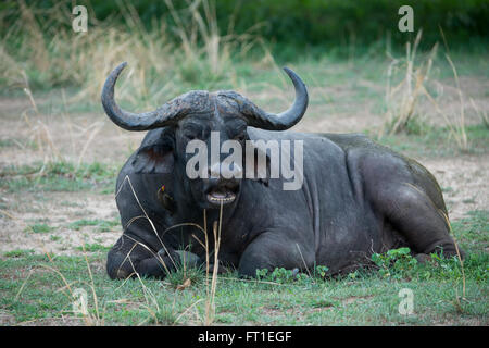 Afrika, Sambia, South Luangwa National Park, in der Nähe von Mfuwe. Kaffernbüffel (WILD: Syncerus Caffer) aka afrikanischer Büffel. Stockfoto