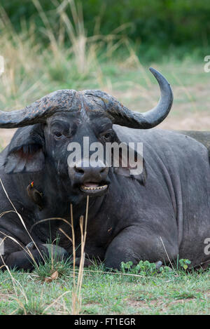 Afrika, Sambia, South Luangwa National Park, in der Nähe von Mfuwe. Kaffernbüffel (WILD: Syncerus Caffer) aka afrikanischer Büffel. Stockfoto