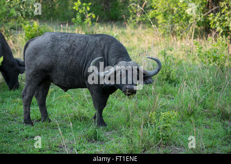 Afrika, Sambia, South Luangwa National Park, in der Nähe von Mfuwe. Kaffernbüffel (WILD: Syncerus Caffer) aka afrikanischer Büffel. Stockfoto