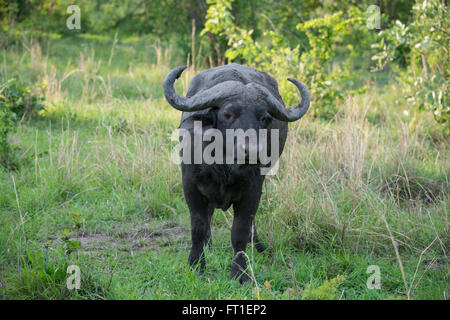 Afrika, Sambia, South Luangwa National Park, in der Nähe von Mfuwe. Kaffernbüffel (WILD: Syncerus Caffer) aka afrikanischer Büffel. Stockfoto