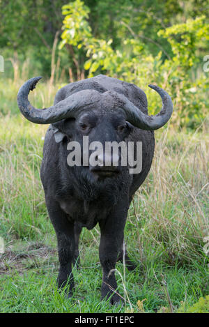 Afrika, Sambia, South Luangwa National Park, in der Nähe von Mfuwe. Kaffernbüffel (WILD: Syncerus Caffer) aka afrikanischer Büffel. Stockfoto