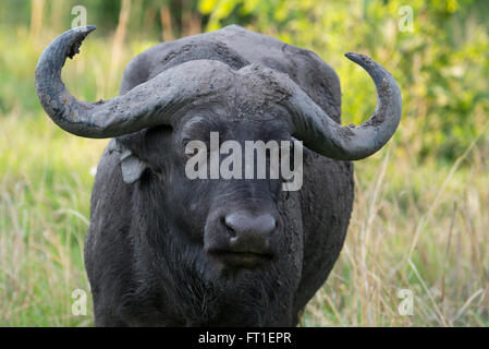 Afrika, Sambia South Luangwa National Park, in der Nähe von mfuwe. kaffernbüffel (syncerus Caffer) Wild: aka afrikanischen Büffel. Stockfoto