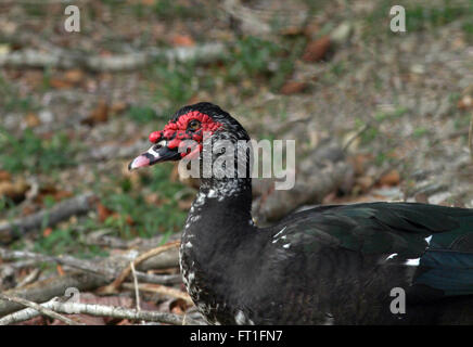 Schöne Muscovy Ente männlich Stockfoto