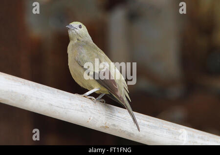 Schöne Palme Tanager thront auf einer Eisenstange Stockfoto