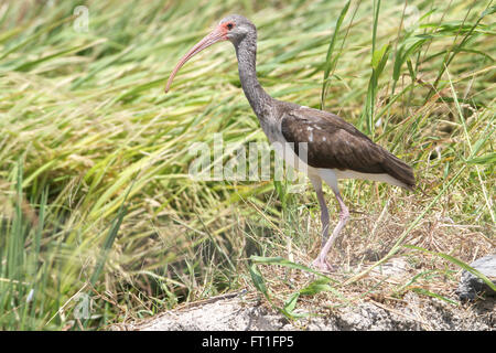 Unreifen weißen Ibis zu Fuß auf einem Reisfeld, die auf der Suche nach Nahrung Stockfoto
