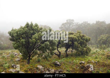 Phoenicean Wacholder oder Arâr, Juniperus Phoenicea in Bergen von Mijas, mediterran, Andalusien, Spanien. Stockfoto