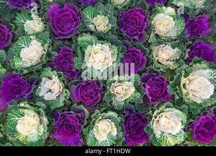 Muster der weiße und violette Zier Kohl, genommen in der Draufsicht Stockfoto
