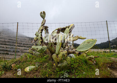 Befall der Schmierlaus (Dactylopius Coccus) auf Feigenkaktus (Opuntia Ficus-Indica) Andalusien, Spanien. Stockfoto