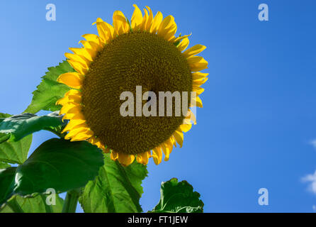 Detail-Aufnahme der riesige Blüte einer Sonnenblume gegen blauen Himmel Stockfoto