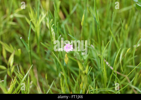 einzelne Malve Blüte im Frühjahr Stockfoto