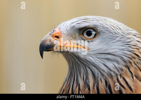 Ein Rotmilan (Milvus Milvus) bei zündeten Falknerei Zentrum Gloucestershire Stockfoto