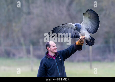 Ein schwarz-chested Bussard-Adler (Geranoaetus Melanoleucus) am zündeten Falknerei Zentrum Gloucestershire Stockfoto