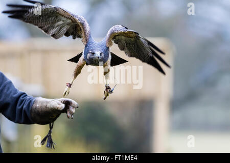 Ein schwarz-chested Bussard-Adler (Geranoaetus Melanoleucus) am zündeten Falknerei Zentrum Gloucestershire Stockfoto