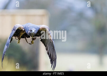 Ein schwarz-chested Bussard-Adler (Geranoaetus Melanoleucus) am zündeten Falknerei Zentrum Gloucestershire Stockfoto