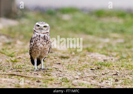 (Athene Cunicularia) Kanincheneule zündeten Falknerei Centre in Gloucestershire Stockfoto