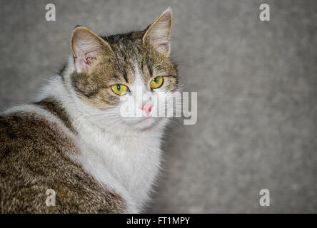 Outdoor Portrait schöne normale Katze (männlich) mit gelben Augen Stockfoto