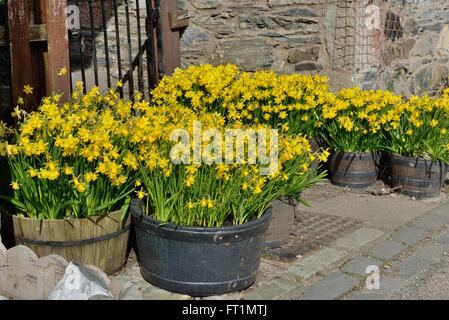 Im März blühen in Luss, Schottland, Wannen mit leuchtend gelben Narzissen in halben Fässern. Stockfoto