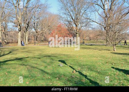 Bäume und Eichhörnchen im Central Park in New York city Stockfoto