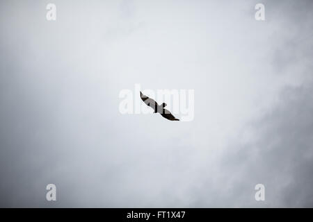 Ein Vogel fliegt in den Himmel Stockfoto