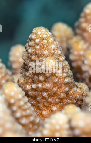 Muster und Oberflächen Detail (Acropora Humilis) eine Art von Hirschhorn Korallen Riffe. Rotes Meer, Ägypten, Juni. Stockfoto