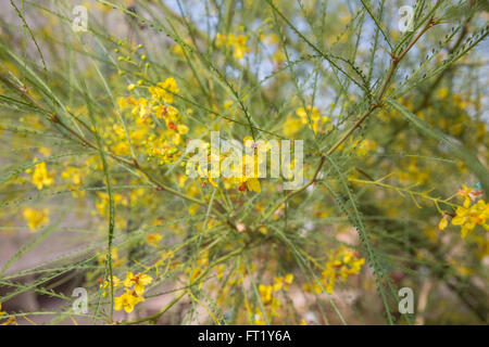 Gelbe Blumen blühen in der Wüste Stockfoto