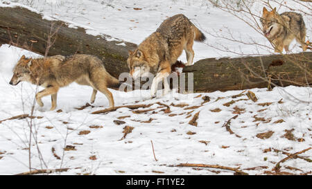 Graue Wölfe / grau Wolfsrudel (Canis Lupus) auf der Jagd läuft über gefallenen Baumstamm im Schnee im Winter Stockfoto