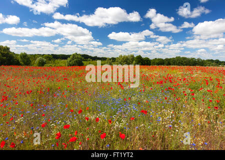 Klatschmohn / roter Mohn (Papaver Rhoeas) und Kornblumen / Schmeißfliegen (Centaurea Cyanus) blühende Wiese im Sommer Stockfoto