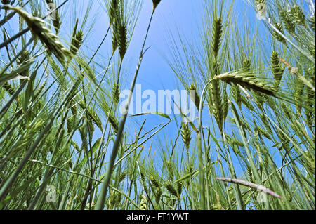 Wurm's – Blick auf die Ohren der Gerste (Hordeum Vulgare) im Feld im Frühjahr Stockfoto