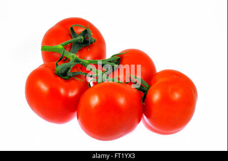 Reihe von Strauchtomaten (Lycopersicon Esculentum) auf weißem Hintergrund Stockfoto