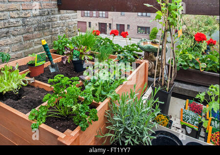 Quadratfuß Gartenarbeit durch das Einpflanzen von Blumen, Kräutern und Gemüse in Holzkiste auf Balkon Stockfoto