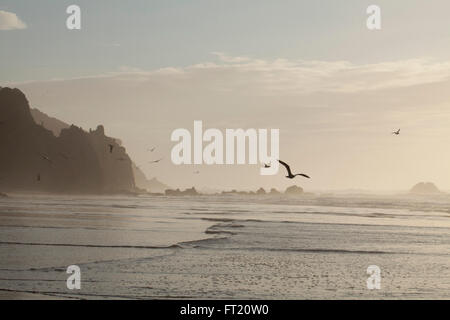 Möwen vor wilden Atlantik-Küste in Portugal bei Sonnenuntergang. Stockfoto