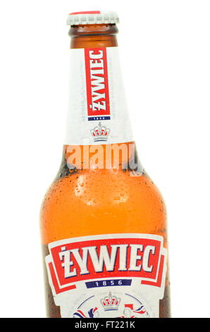 Zywiec Bier isoliert auf weißem Hintergrund. Stockfoto