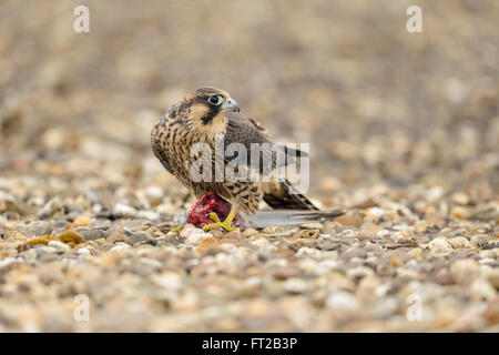 Peregrine Falke / Duck Hawk ( Falco peregrinus ), junger Raubvogel, sitzend auf kiesigem Gelände, Beutefütterung, Tierwelt, Europa. Stockfoto