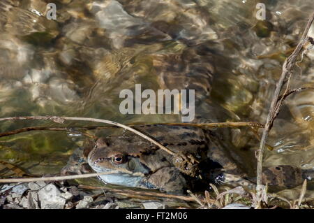 Frosch Temporaria in klaren Bach im Winter, Berg Vitosha, Bulgarien Stockfoto