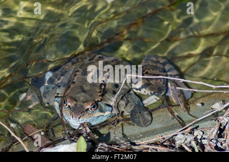 Frosch Temporaria in klaren Bach im Winter, Berg Vitosha, Bulgarien Stockfoto