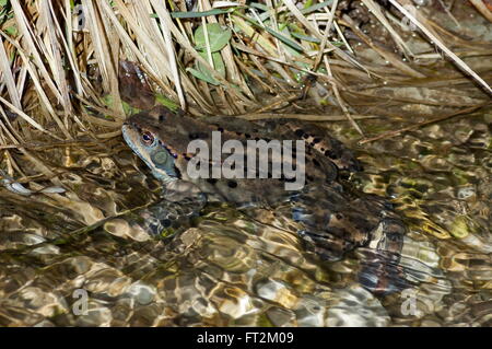 Frosch Temporaria in klaren Bach im Winter, Berg Vitosha, Bulgarien Stockfoto