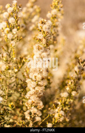 Dittrichia Viskose (auch bekannt als falsche Yellowhead, holzigen Berufkraut, klebrige Berufkraut und gelbes Berufkraut) mit flauschigen Samenköpfe Stockfoto