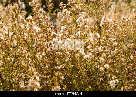 Dittrichia Viskose (auch bekannt als falsche Yellowhead, holzigen Berufkraut, klebrige Berufkraut und gelbes Berufkraut) mit flauschigen Samenköpfe Stockfoto