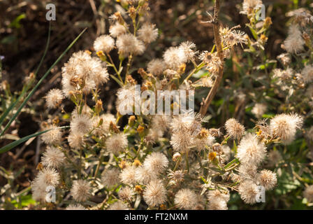 Dittrichia Viskose (auch bekannt als falsche Yellowhead, holzigen Berufkraut, klebrige Berufkraut und gelbes Berufkraut) mit flauschigen Samenköpfe Stockfoto