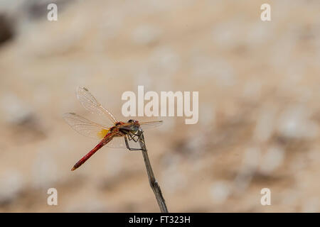 Libelle auf Ast Stockfoto