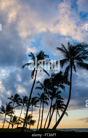 Am frühen Morgen Palmen mit Wolken und Sonnenaufgang Stockfoto