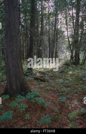 Sunnlight dringt in den üppigen Boden eine weiße Zeder, (Thuja Occidentalis), Sumpf im Voyageurs National Park, Minnesota, USA Stockfoto