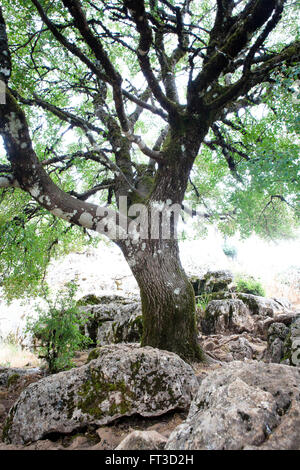 La Sierra de Torcal in der Nähe von Antequera, Andalusien, Spanien, einen riesigen hohen Kalkstein Felsvorsprung und einen alten verdorrten Baum inmitten der Felsen. Stockfoto