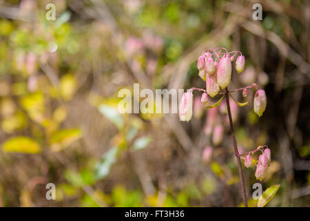 Hawaiian Air Pflanze Kalanchoe pinnata Stockfoto