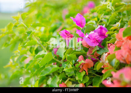 Rosa Bougainvillea-Büschen in weiches Licht Stockfoto