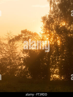 Nebligen Sonnenaufgang hinter Bäumen Filter bearbeiten Stockfoto